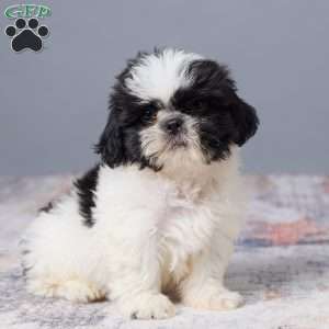 Miles, Shih Tzu Puppy